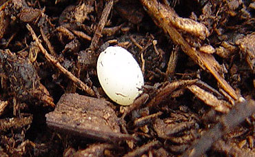 カブトムシの卵１