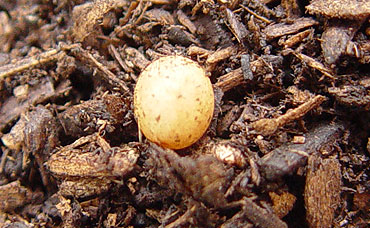 カブトムシの卵２