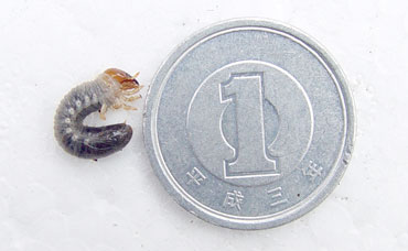 カブトムシの幼虫大きさ