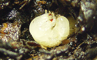 カブトムシの孵化